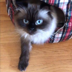 Meet your Posher, Tashi